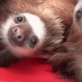 Need to slow down and relax more? Here’s a bucket of sloths to help you!