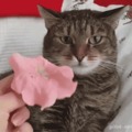 cat can't handle the flower