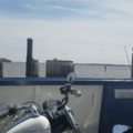 Birds know how to have fun at the Jamestown ferry