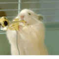 These hamsters are more talented than I am