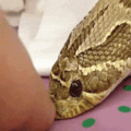 The snake has down syndrome