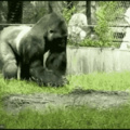 Gorila zuero