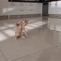 Cachorro correndo atrás de quadrado