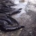 ducko steals bread from poor eels in New Zealand