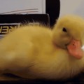 Aww... Duckling is sleepy