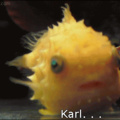 Karl... Você é um peixe...