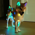 Sparkle Doggie