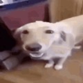 Dog with a butter on his head