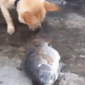 Gaybrielp tenta salvar seu namorado peixo