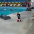 Treinando o golfinho da mamay