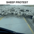 sheep lives matter