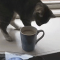 Catto doesn't like coffee