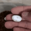 Nascimento da novaGecko