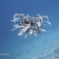 Feather starfish moves around in an oddly calming way