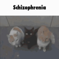 Le schizophrenia