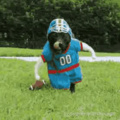 Doggo Football american