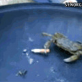 mr.krabs........haven't heard that name in years