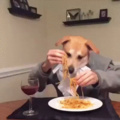 He'll throw up the spaghetti later