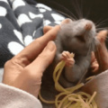 Don't tell me rats aren't adorable
