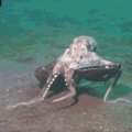Smart Octopus