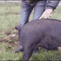 how to straighten a pigs tail