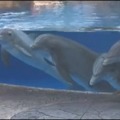 Delfin ardilla