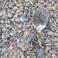 Playing tug of war with Flower! Also this is the first gif I've ever made