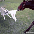 Doggo vs horse