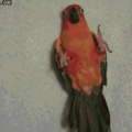 Aww cozy parrot