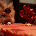 Hamster and his family having a fancy dinner