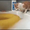 Kitty accidently takes a bath