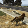 Lógica GTA para cachorros huehue