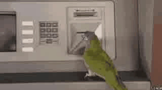 Parrot :notbad1: