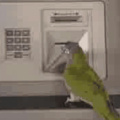 Parrot :notbad1: