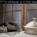 Basket cat: You gonna sit there and let the bitch slap you ..