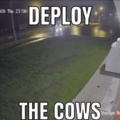 Suelten a las vacas