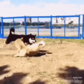Doggo flipping at incredibly hihg speed
