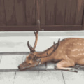 polite deer is polite
