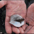 commented item thumbnail