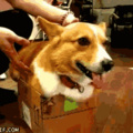 Cuando tu perro tiene una obsesion con las cajas