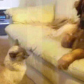 Asshole cat doing doggo a frigten