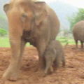 Baby elephant going bonkers