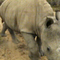 Who's a good rhinoceros......
