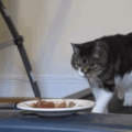 Kitteh wants to eat