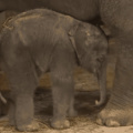 Drowsy baby elephant