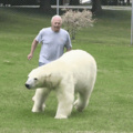 Na Rússia quem persegue os ursos é você huehue