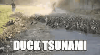 Duck tsunami