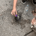 Poor pigeon in HK got tear gassed