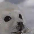 Baby harp seals are the alpha puppers