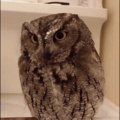 Don owl